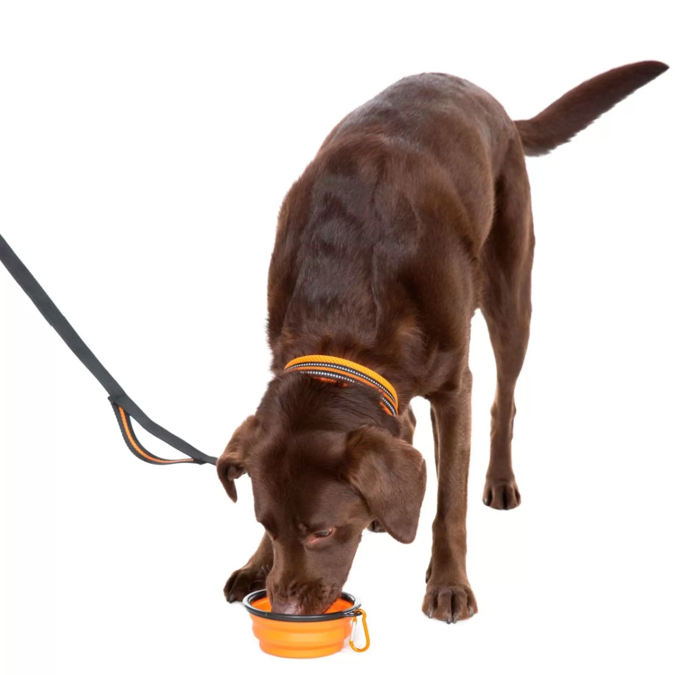 Trespaws Collapsible Dog Bowl Sippy | Trespass Store