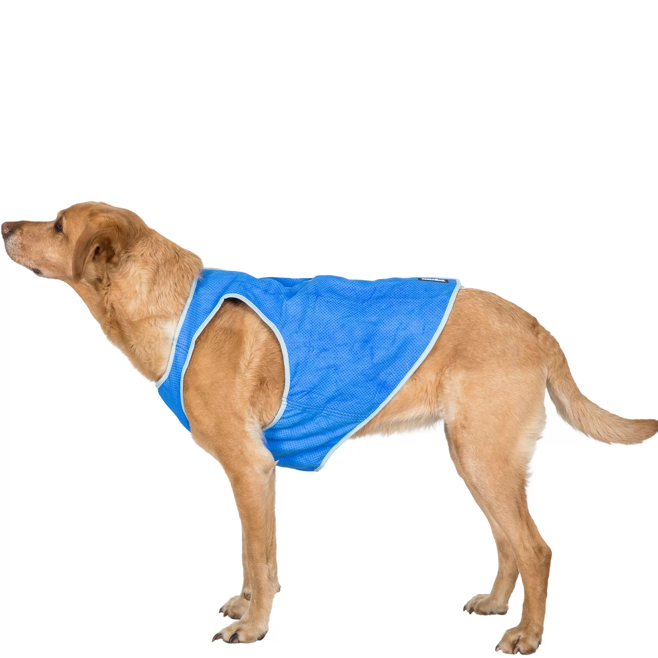 Trespaws Large Dog Cooling Vest in Sapphire Alaska | Trespass Online