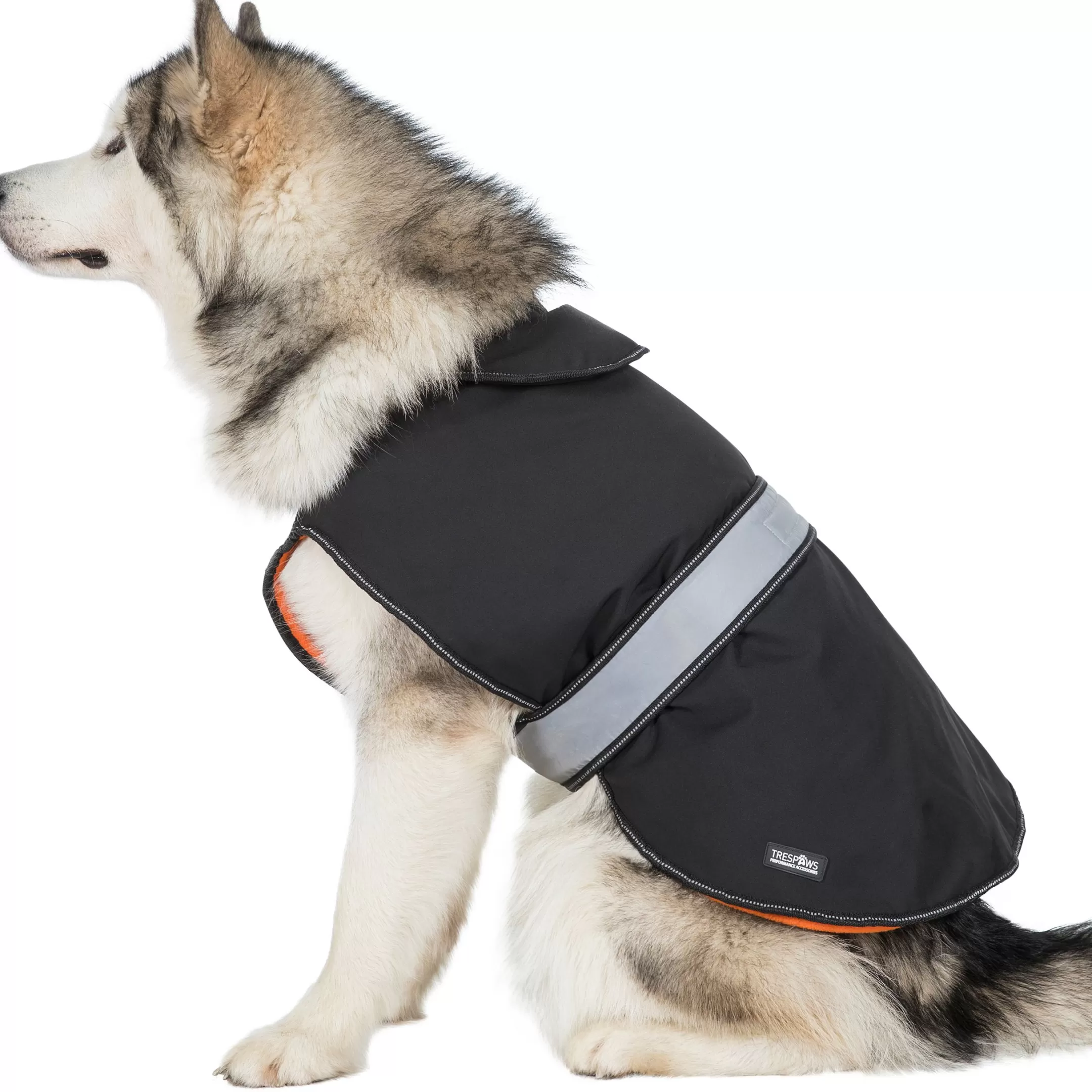 Trespaws Large Softshell dog coat Butch X Black X | Trespass Sale
