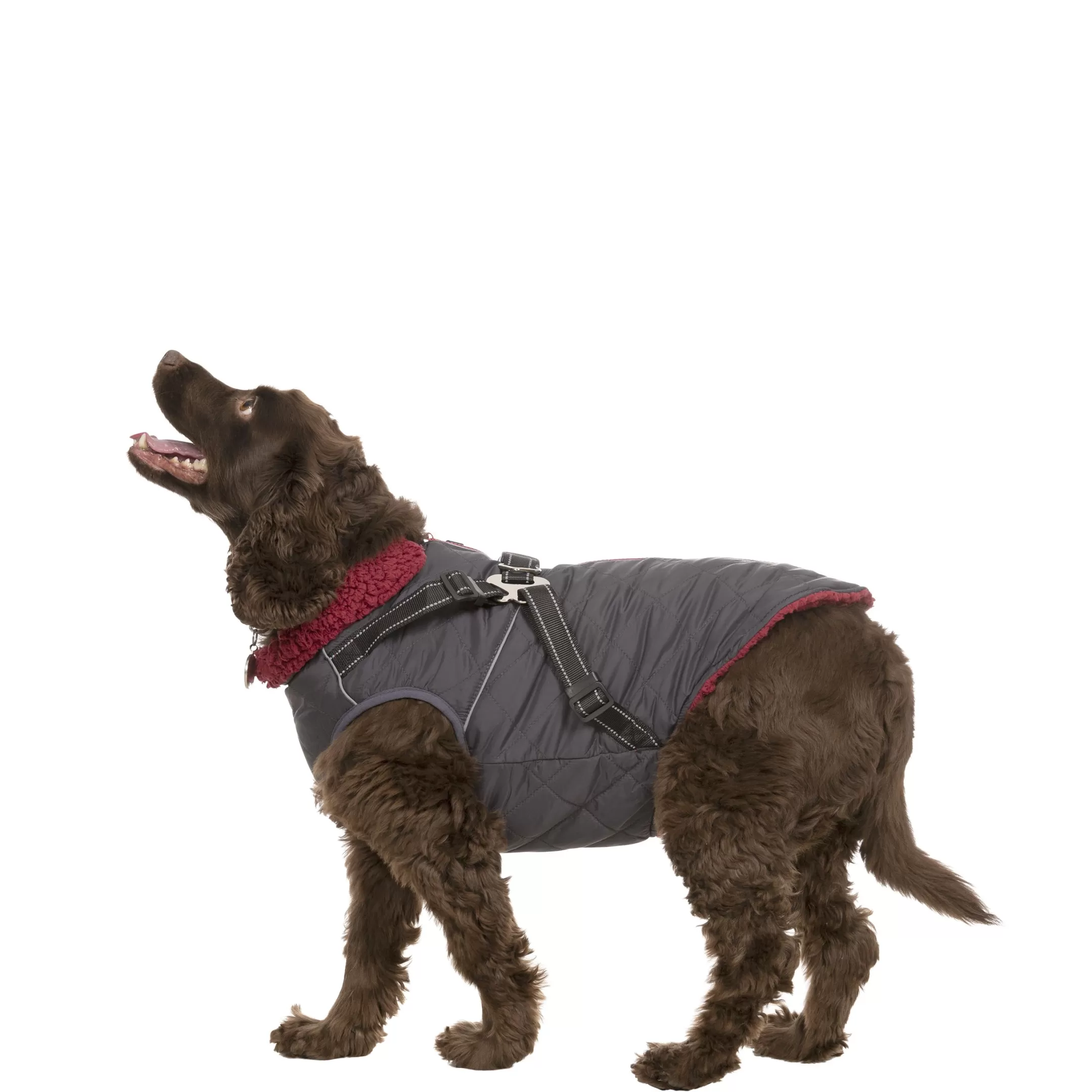 Trespaws Medium 2 in 1 Windproof Dog Coat Hercules | Trespass Cheap