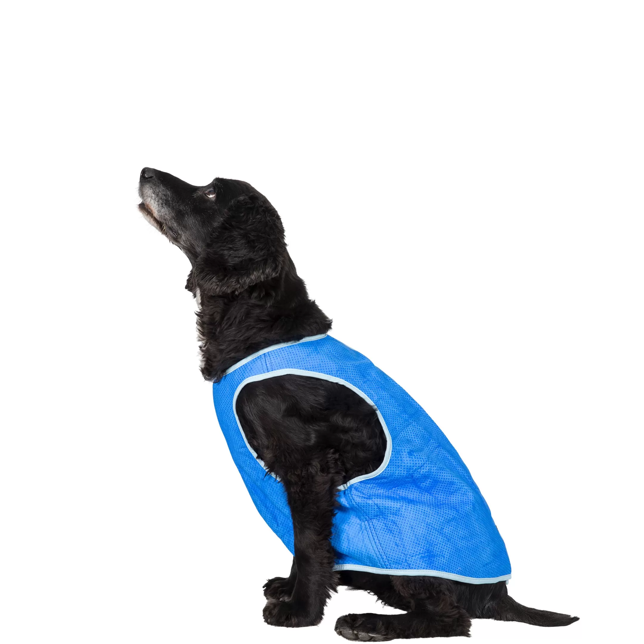 Trespaws Medium Dog Cooling Vest in Sapphire Alaska | Trespass Best