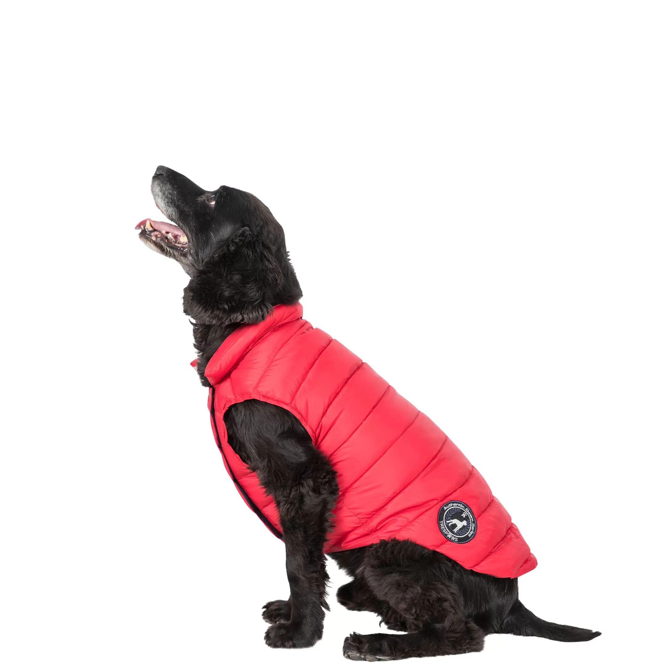 Trespaws Medium Down Dog Jacket in Red Dogby | Trespass Best Sale