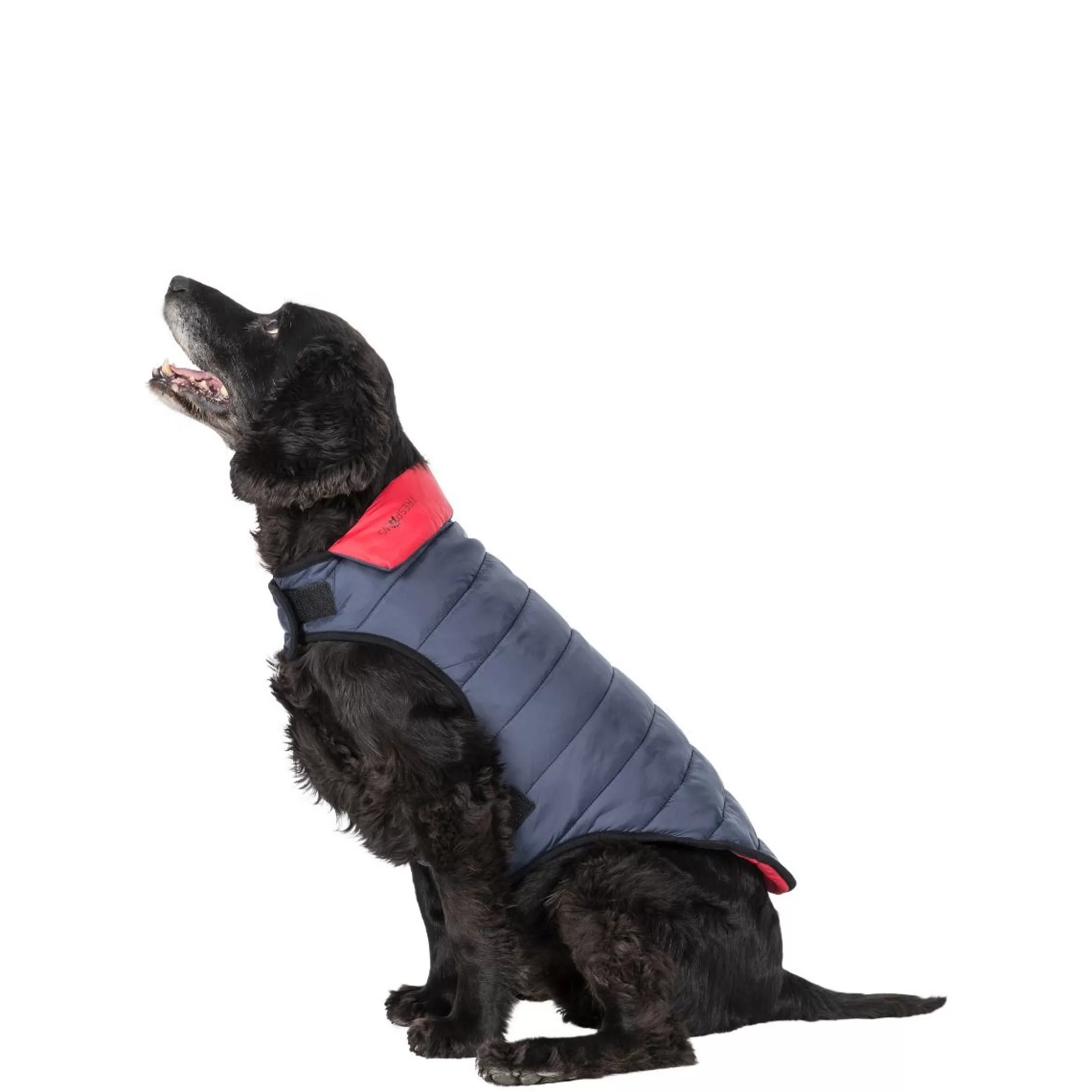 Trespaws Medium Quilted Reversible Packaway Dog Jacket in Flint Kimmi | Trespass Outlet