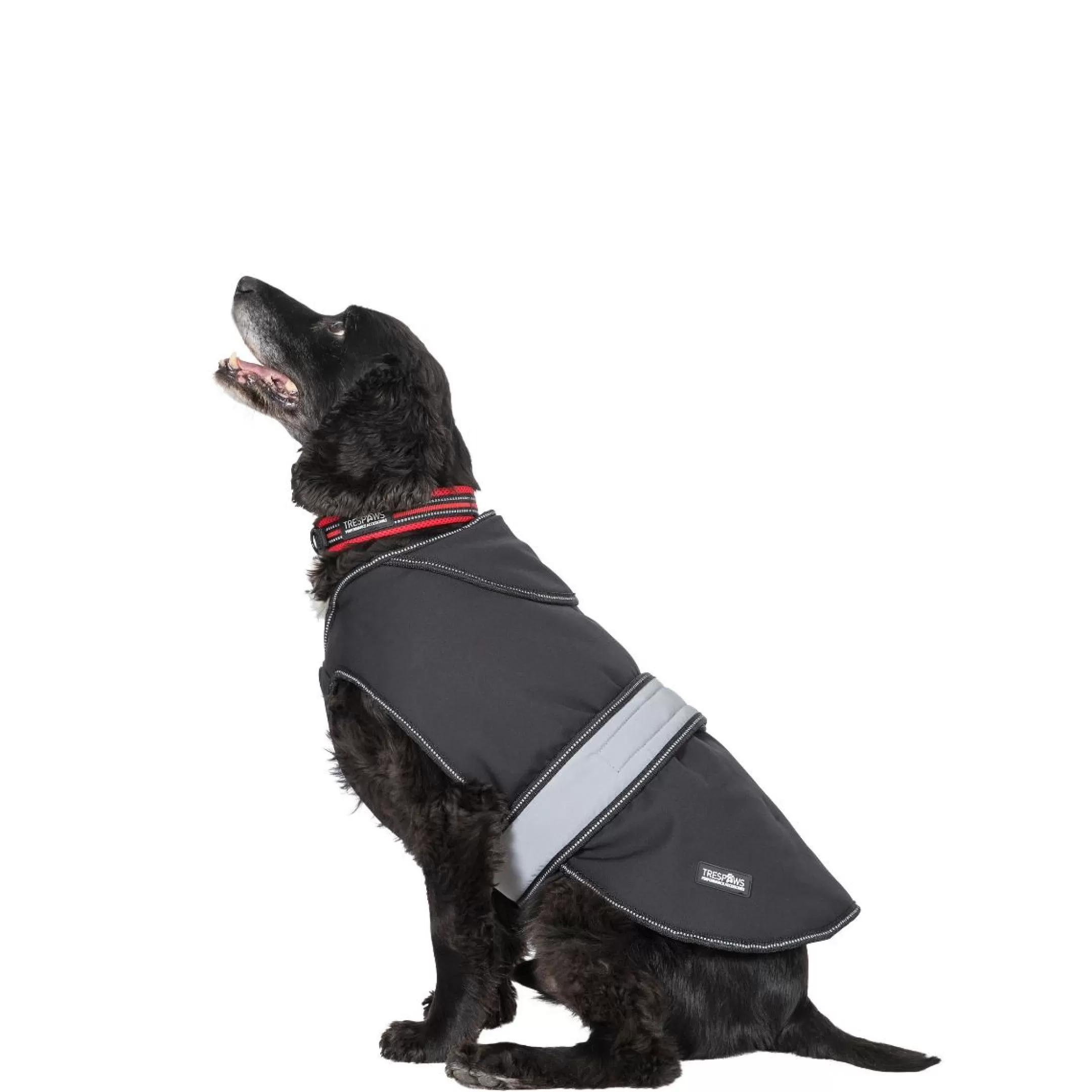 Trespaws Medium Softshell dog coat Butch X Black X | Trespass Sale