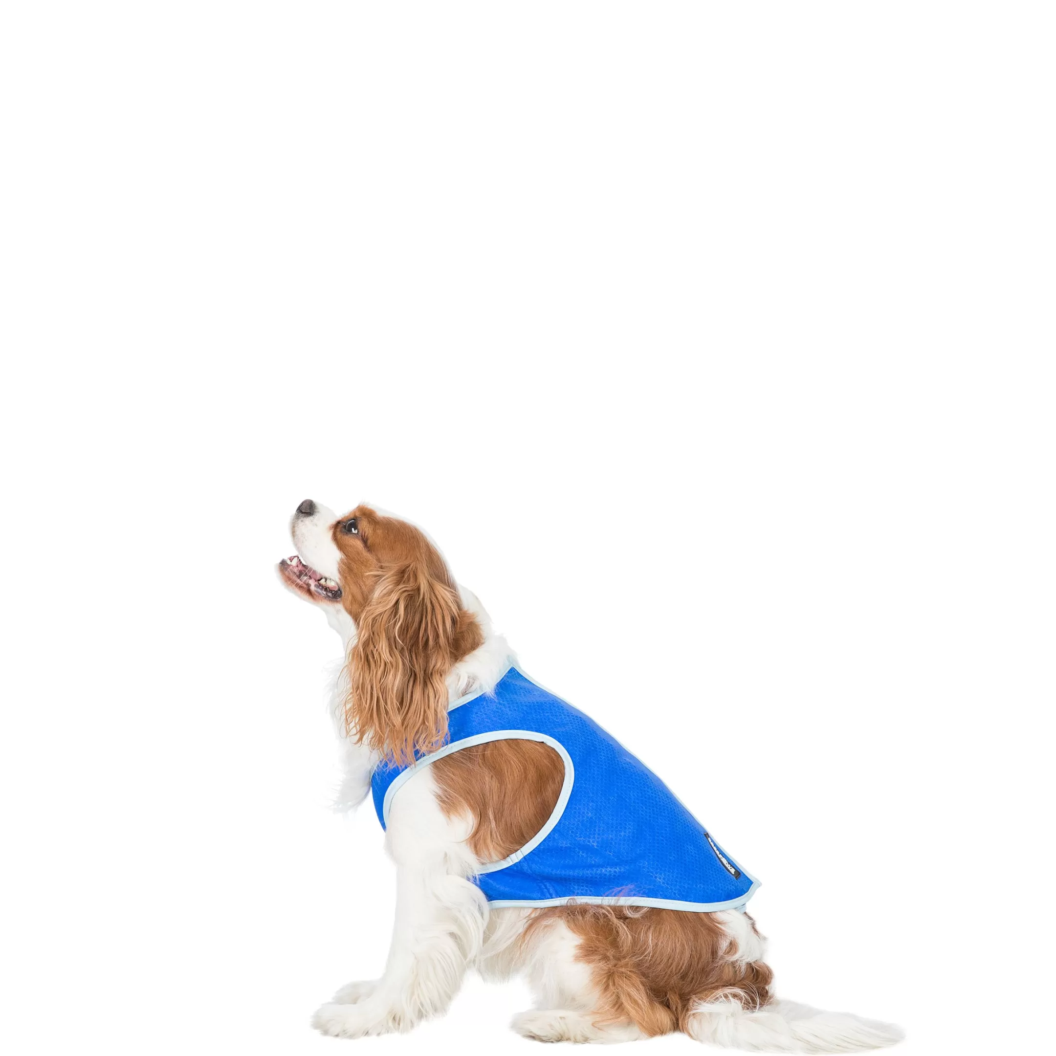 Trespaws Small Dog Cooling Vest in Sapphire Alaska | Trespass Flash Sale