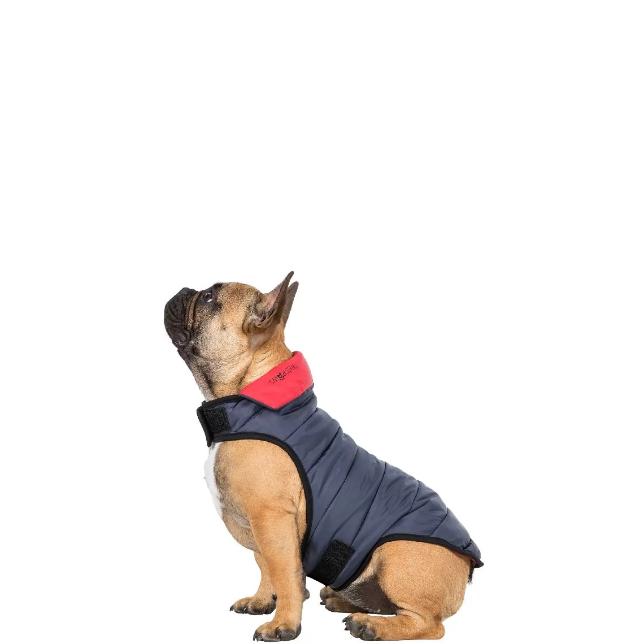 Trespaws Small Quilted Reversible Packaway Dog Jacket in Flint Kimmi | Trespass Fashion