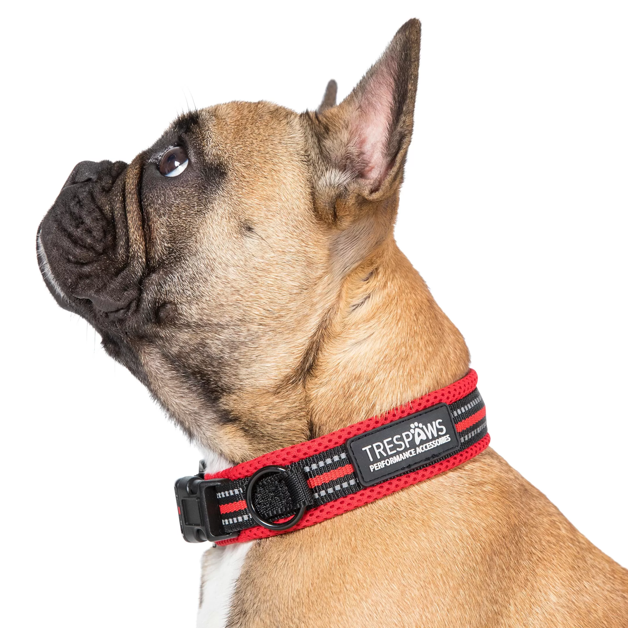 Trespaws Small SCOOBY  DOG COLLAR POSTBOX RED | Trespass Outlet