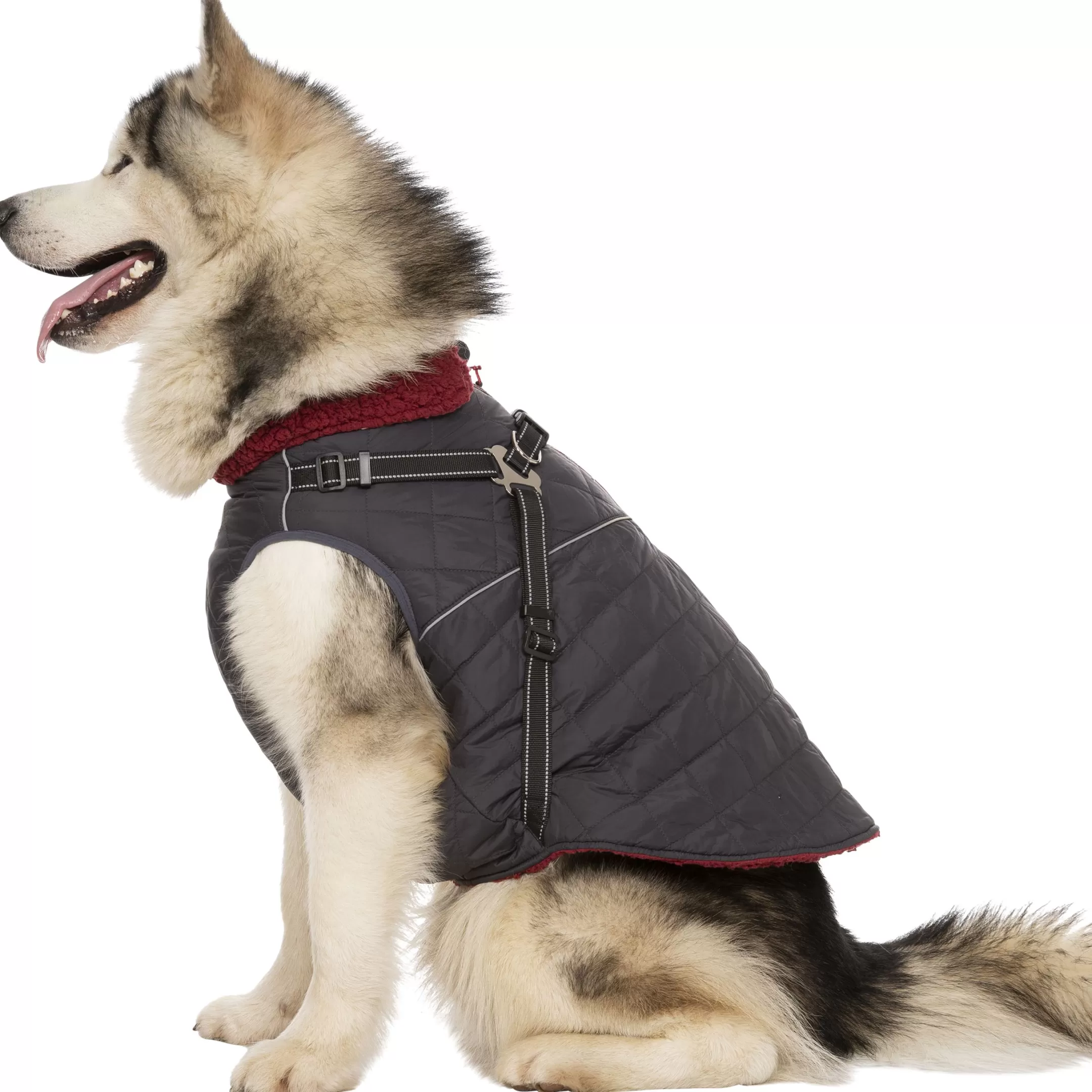 Trespaws XL 2 in 1 Windproof Dog Coat Hercules | Trespass Outlet