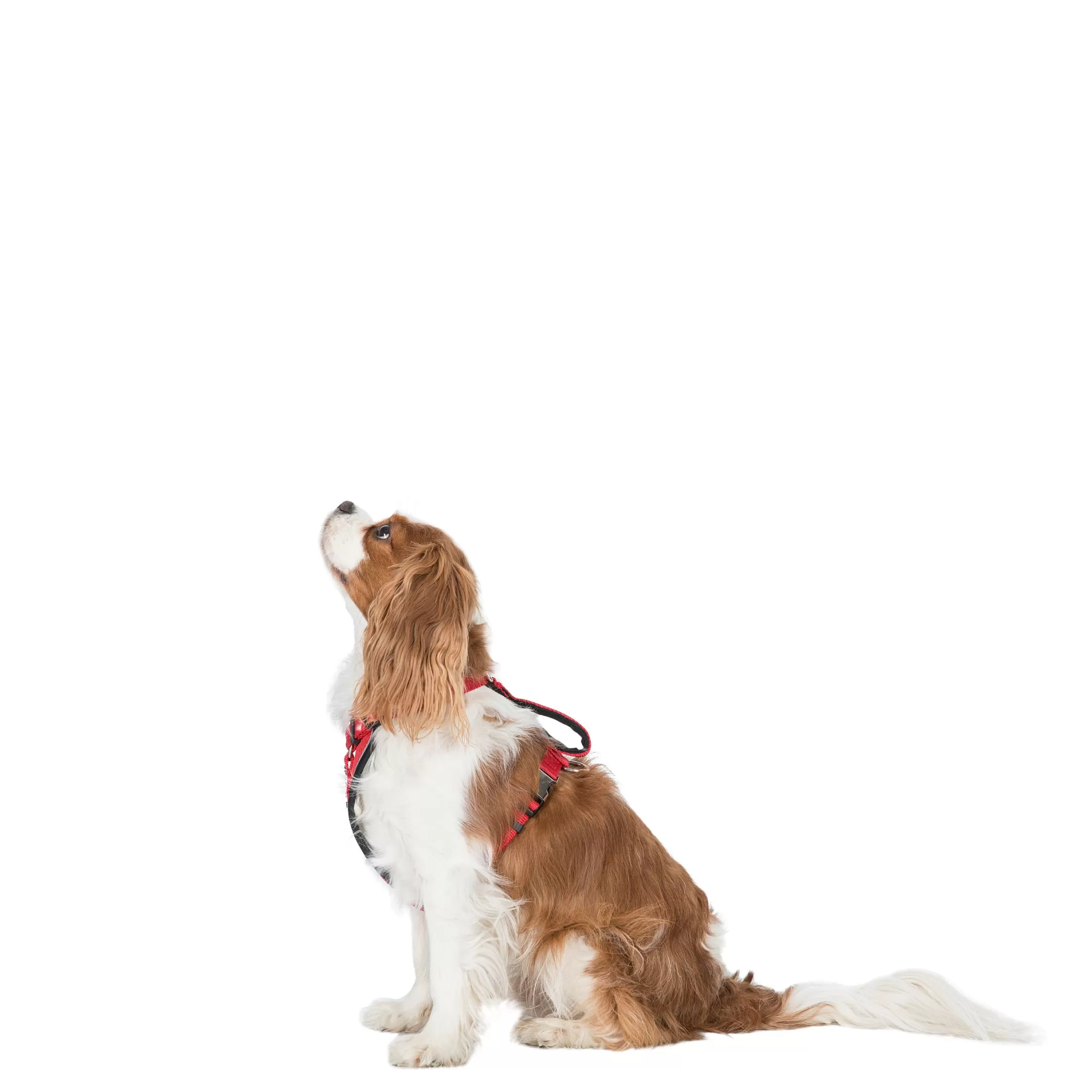 Trespaws XXS/XS Reflective Dog Harness in Postbox Red Mini Tanked | Trespass Hot